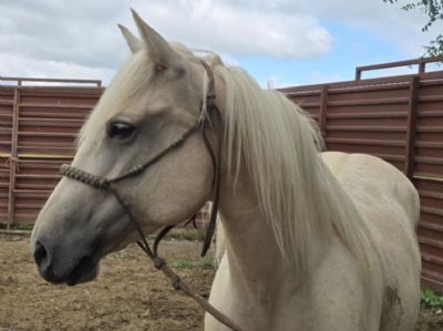 Juniper Drift JW <BR> AQHA 6163166